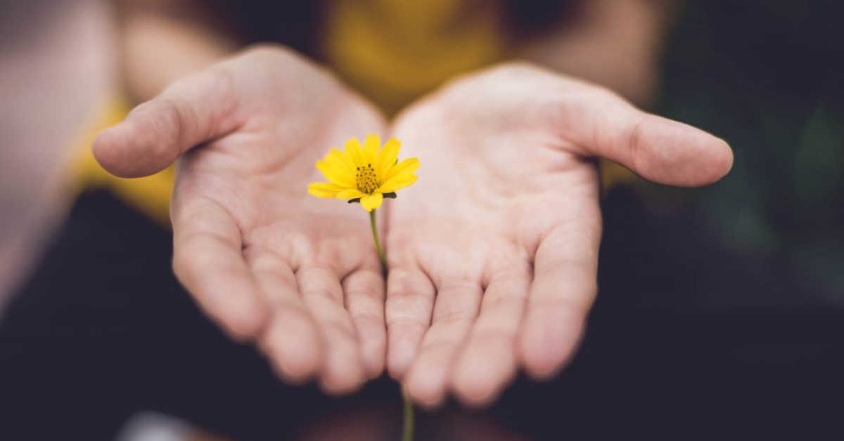 two hands palms up extending small yellow flower