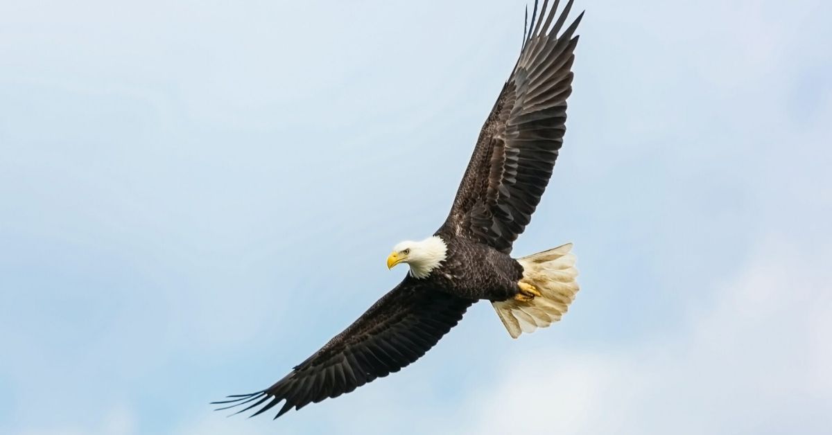 an eagle soaring through the air