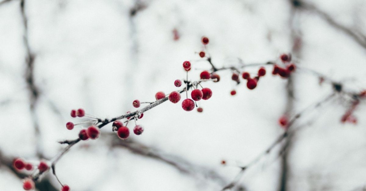 Berries in winter