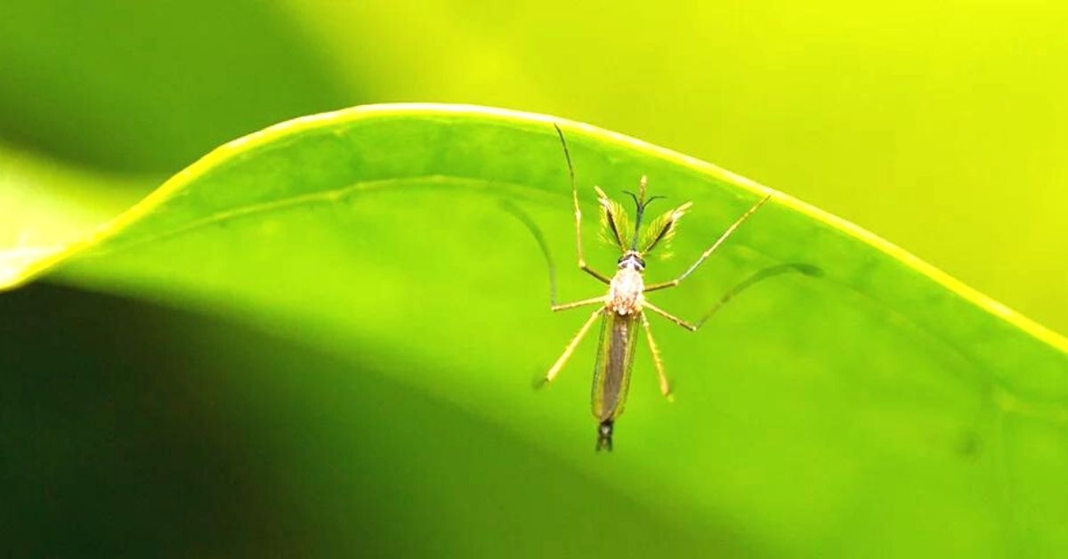 Mosquito on a green leaf