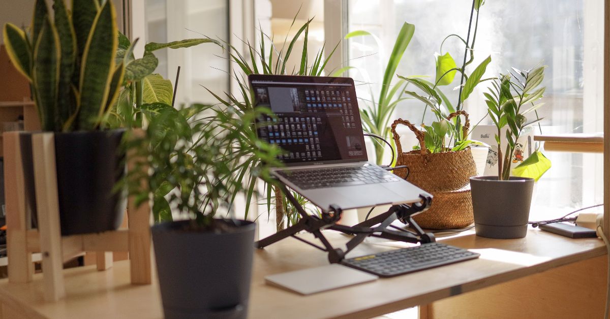 Laptop and potplants on a desk at home